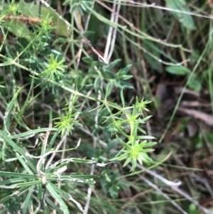 Asperula conferta at Hackett, ACT - 28 Aug 2022 01:30 PM