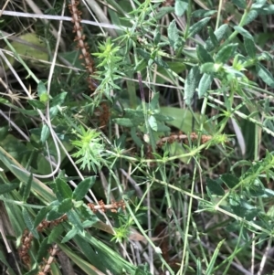 Asperula conferta at Hackett, ACT - 28 Aug 2022 01:30 PM