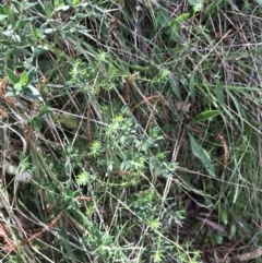 Asperula conferta at Hackett, ACT - 28 Aug 2022 01:30 PM