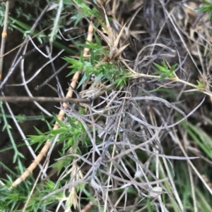 Stellaria pungens at Hackett, ACT - 28 Aug 2022