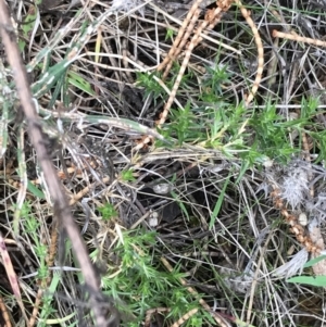 Stellaria pungens at Hackett, ACT - 28 Aug 2022