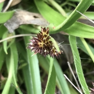 Luzula densiflora at Hackett, ACT - 28 Aug 2022