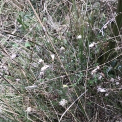 Vittadinia cuneata var. cuneata (Fuzzy New Holland Daisy) at Hackett, ACT - 28 Aug 2022 by Tapirlord