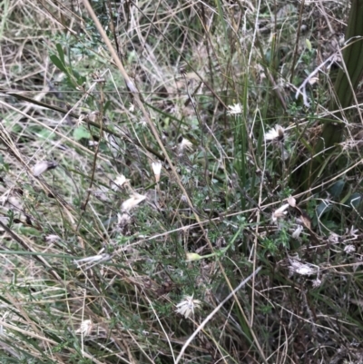 Vittadinia cuneata var. cuneata (Fuzzy New Holland Daisy) at Hackett, ACT - 28 Aug 2022 by Tapirlord