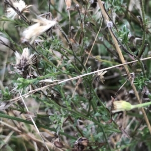 Vittadinia cuneata var. cuneata at Hackett, ACT - 28 Aug 2022