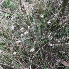 Vittadinia cuneata var. cuneata at Hackett, ACT - 28 Aug 2022