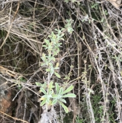 Vittadinia gracilis (New Holland Daisy) at Hackett, ACT - 28 Aug 2022 by Tapirlord