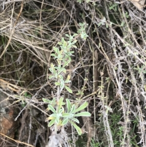 Vittadinia gracilis at Hackett, ACT - 28 Aug 2022