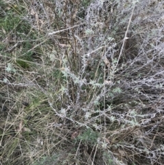 Vittadinia gracilis at Hackett, ACT - 28 Aug 2022