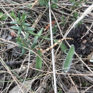 Caladenia actensis at suppressed - 28 Aug 2022