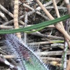 Caladenia actensis at suppressed - 28 Aug 2022