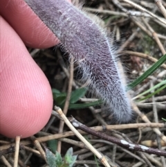 Caladenia actensis at suppressed - 28 Aug 2022