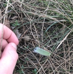 Caladenia actensis at suppressed - 28 Aug 2022