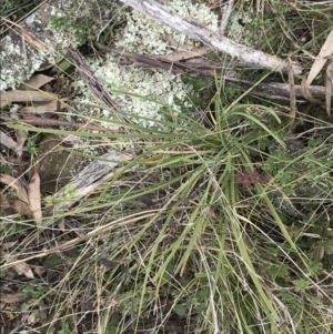 Lomandra filiformis subsp. coriacea at Hackett, ACT - 28 Aug 2022 12:59 PM