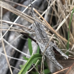 Coryphistes ruricola at Hackett, ACT - 28 Aug 2022