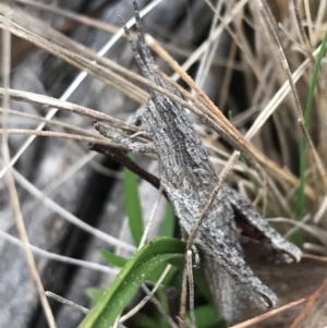 Coryphistes ruricola at Hackett, ACT - 28 Aug 2022 12:59 PM