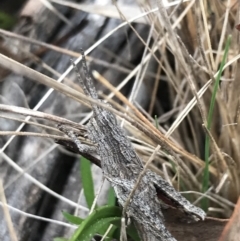 Coryphistes ruricola at Hackett, ACT - 28 Aug 2022