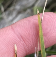 Lomandra filiformis subsp. filiformis (Wattle Matrush) at Hackett, ACT - 28 Aug 2022 by Tapirlord