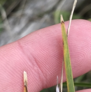 Lomandra filiformis subsp. filiformis at Hackett, ACT - 28 Aug 2022 12:58 PM