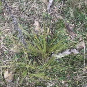 Lomandra filiformis subsp. filiformis at Hackett, ACT - 28 Aug 2022 12:58 PM