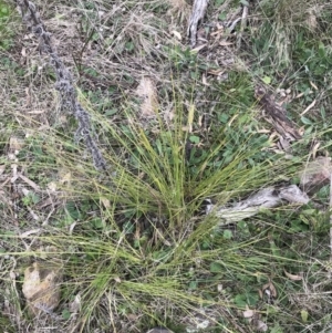 Lomandra filiformis subsp. filiformis at Hackett, ACT - 28 Aug 2022 12:58 PM