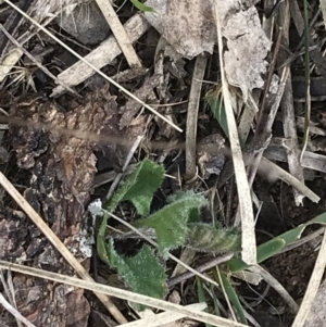 Convolvulus angustissimus subsp. angustissimus at Hackett, ACT - 28 Aug 2022