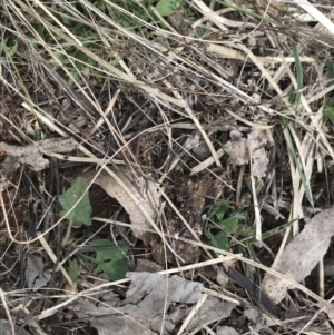 Convolvulus angustissimus subsp. angustissimus at Hackett, ACT - 28 Aug 2022