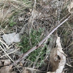 Vittadinia muelleri (Narrow-leafed New Holland Daisy) at Hackett, ACT - 28 Aug 2022 by Tapirlord