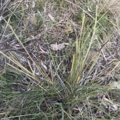 Lomandra multiflora (Many-flowered Matrush) at Mount Majura - 28 Aug 2022 by Tapirlord