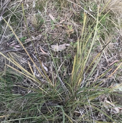 Lomandra multiflora (Many-flowered Matrush) at Hackett, ACT - 28 Aug 2022 by Tapirlord