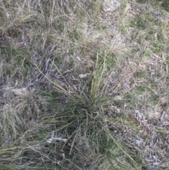 Lomandra multiflora at Hackett, ACT - 28 Aug 2022