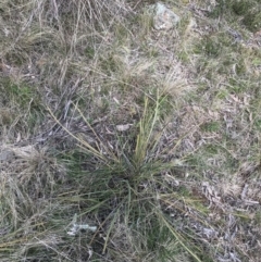 Lomandra multiflora at Hackett, ACT - 28 Aug 2022