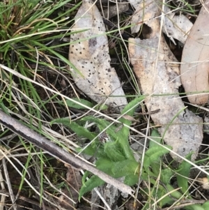 Leptorhynchos squamatus subsp. squamatus at Hackett, ACT - 28 Aug 2022