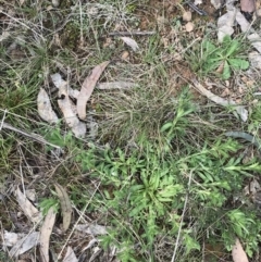 Leptorhynchos squamatus subsp. squamatus at Hackett, ACT - 28 Aug 2022