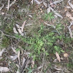 Leptorhynchos squamatus subsp. squamatus at Hackett, ACT - 28 Aug 2022