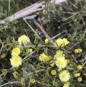 Acacia gunnii at Hackett, ACT - 28 Aug 2022 12:32 PM