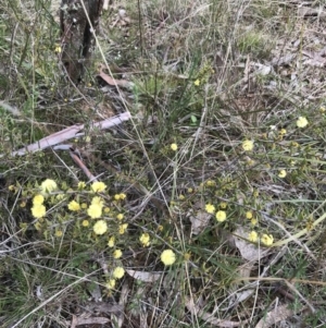 Acacia gunnii at Hackett, ACT - 28 Aug 2022