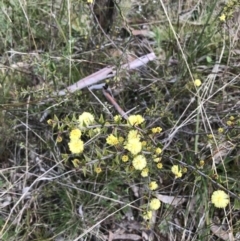 Acacia gunnii at Hackett, ACT - 28 Aug 2022 12:32 PM