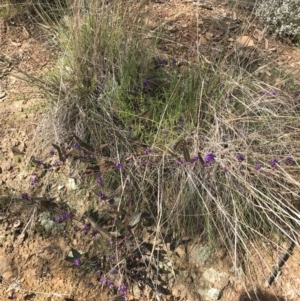 Hardenbergia violacea at Hackett, ACT - 28 Aug 2022