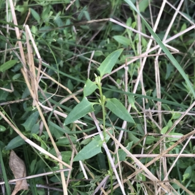 Einadia nutans subsp. nutans (Climbing Saltbush) at Hackett, ACT - 28 Aug 2022 by Tapirlord