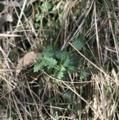 Veronica calycina (Hairy Speedwell) at Hackett, ACT - 28 Aug 2022 by Tapirlord