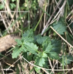 Veronica calycina at Hackett, ACT - 28 Aug 2022 12:28 PM