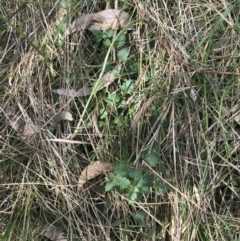 Veronica calycina at Hackett, ACT - 28 Aug 2022 12:28 PM