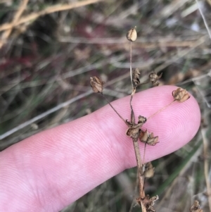 Sisyrinchium sp. at Hackett, ACT - 28 Aug 2022 12:24 PM