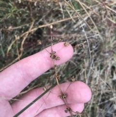 Sisyrinchium sp. at Hackett, ACT - 28 Aug 2022 12:24 PM