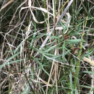 Haloragis heterophylla at Hackett, ACT - 28 Aug 2022 12:23 PM