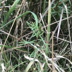 Haloragis heterophylla at Hackett, ACT - 28 Aug 2022 12:23 PM