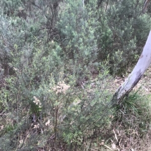 Cassinia quinquefaria at Hackett, ACT - 28 Aug 2022