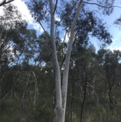 Eucalyptus mannifera at Hackett, ACT - 28 Aug 2022 12:21 PM