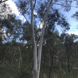 Eucalyptus mannifera at Hackett, ACT - 28 Aug 2022